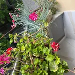 Apartment Maison Centre Shkodra