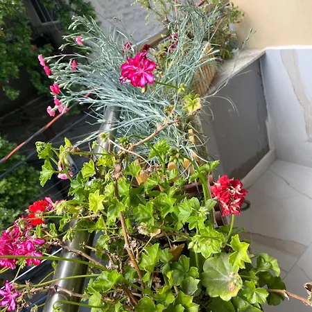 Apartman Maison Centre Shkodra
